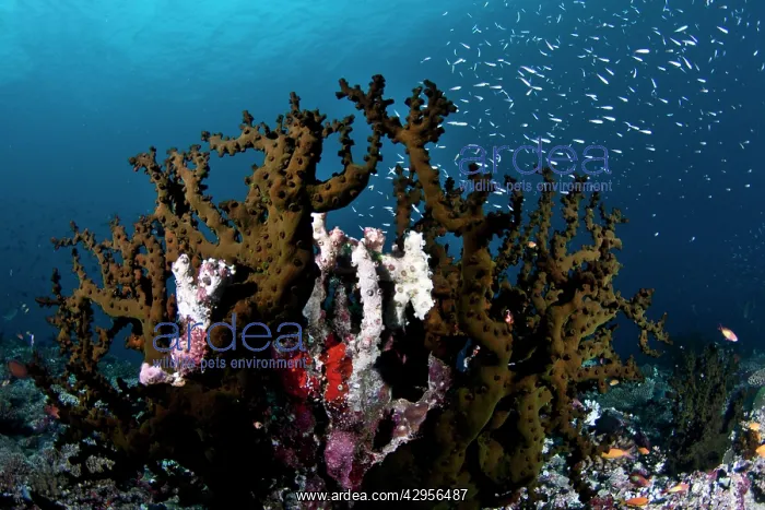 : Tubastrea Micranthus Coral : Tubastrea Micranthus Coral