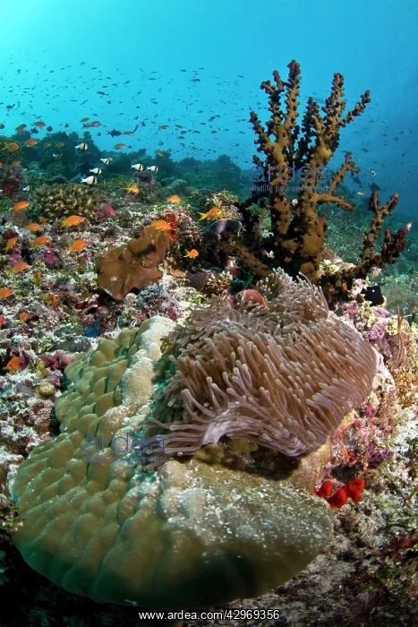 : Tubastrea Micranthus Coral - Lobe Coral (Porites : Tubastrea Micranthus Coral - Lobe Coral (Porites
