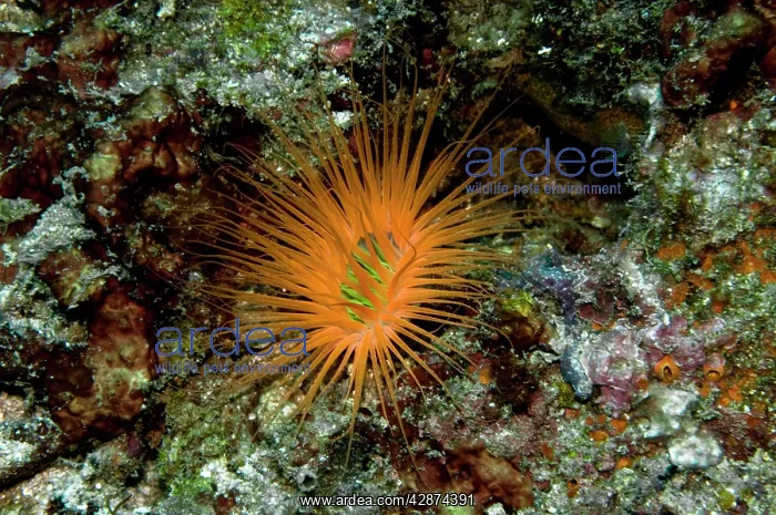 : Tube Anemone : Tube Anemone