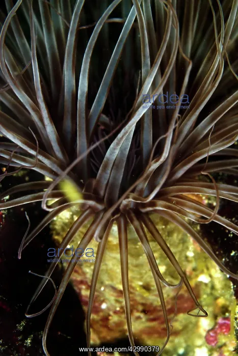 : Tube Anemone : Tube Anemone