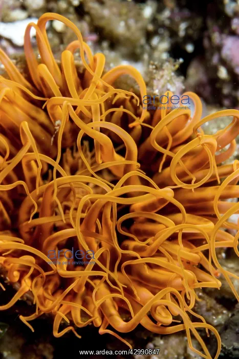 : Tube Anemone : Tube Anemone