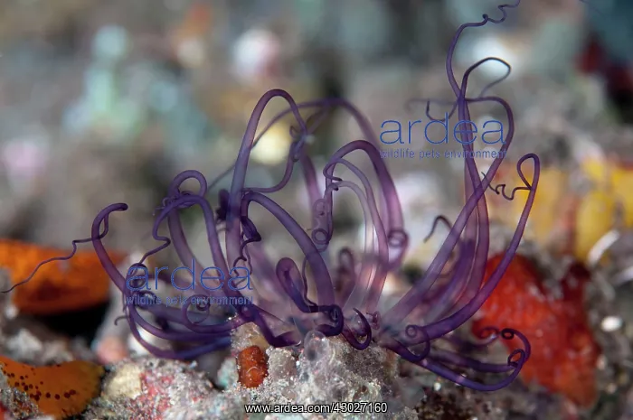 : Tube Anemone : Tube Anemone