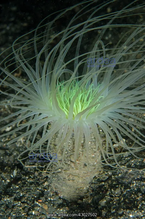 : Tube Anemone : Tube Anemone