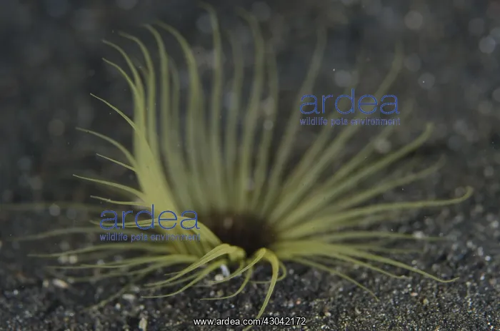 : Tube Anemone - on black sand - Magic Crack dive : Tube Anemone - on black sand - Magic Crack dive