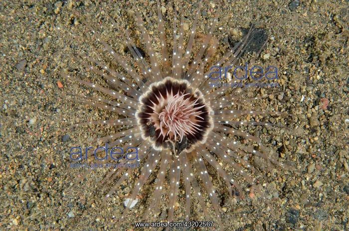 : Tube Anemone - Bulakan dive site, Seraya, Karangasem : Tube Anemone - Bulakan dive site, Seraya, Karangasem