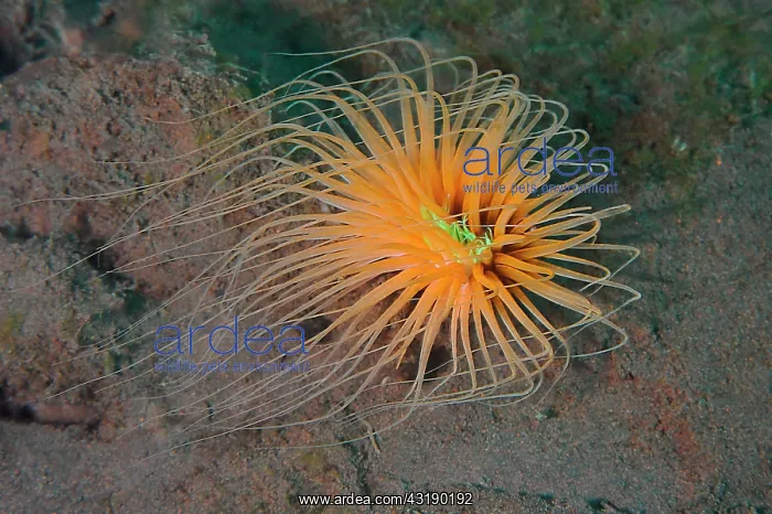  : Tube anemone (Cerianthus filiformis)
