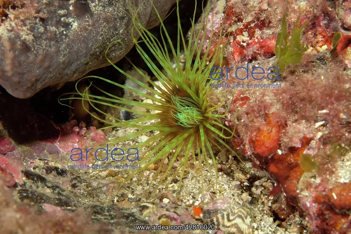 : Tube anemone, Cerianthus membranaceus, Ischia Island, Italy : Tube anemone, Cerianthus membranaceus, Ischia Island, Italy