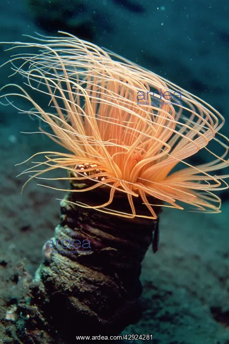 : Tube Anemone - with commensal porcelain crab & : Tube Anemone - with commensal porcelain crab &