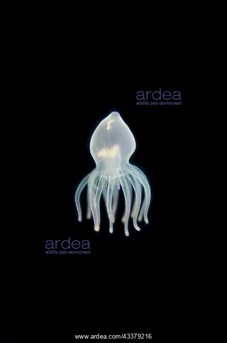 : Tube Anemone larva : Tube Anemone larva