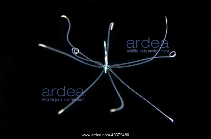 : Tube Anemone larva : Tube Anemone larva
