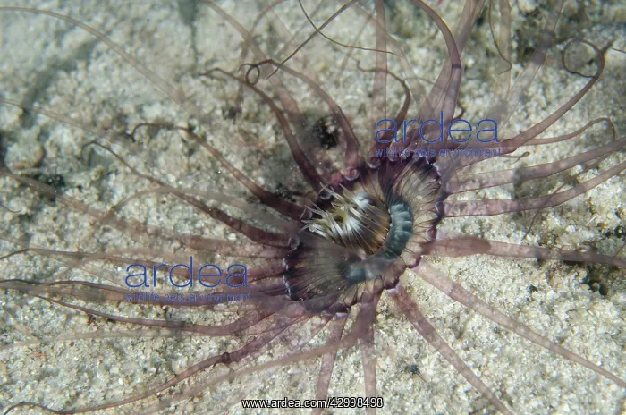 : Tube Anemone - night dive - Sakokreng Jetty dive : Tube Anemone - night dive - Sakokreng Jetty dive