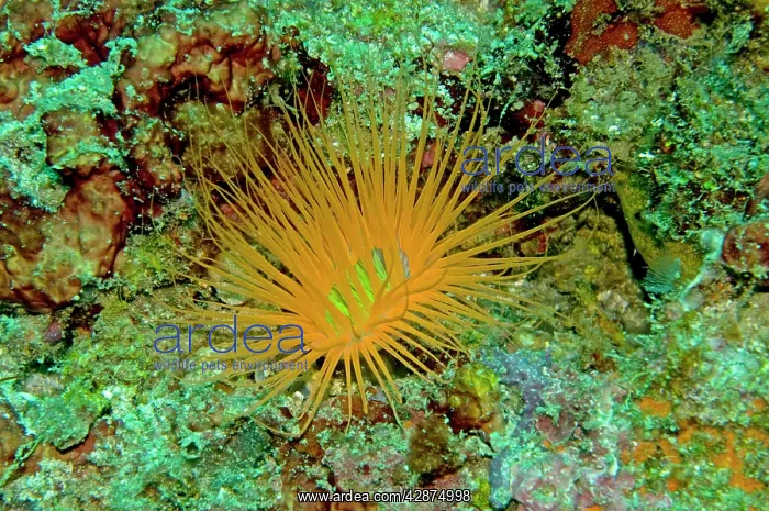 : Tube Anemone - Normally coloured gray or off white : Tube Anemone - Normally coloured gray or off white