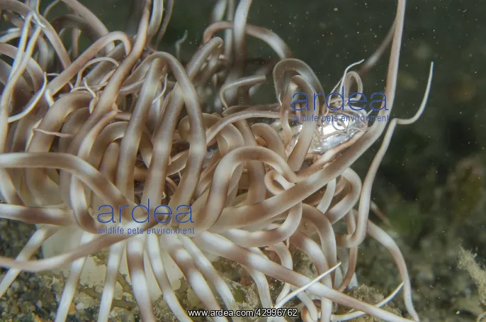 : Tube Anemone with prey - Anchovy (Engraulidae sp) : Tube Anemone with prey - Anchovy (Engraulidae sp)