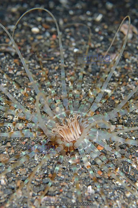 : Tube Anemone with striped tentacles on black sand : Tube Anemone with striped tentacles on black sand