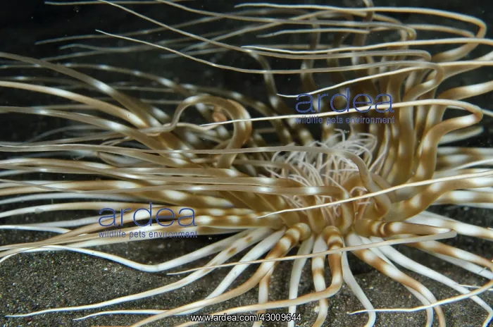 : Tube Anemone Torpedo Point dive site, Horseshoe : Tube Anemone Torpedo Point dive site, Horseshoe