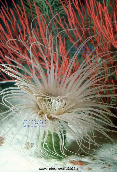  : Tube-dwelling Anemone