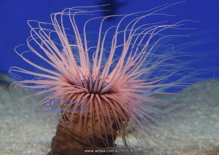 : Tube Dwelling Sea Anemone, northwest Pacific : Tube Dwelling Sea Anemone, northwest Pacific