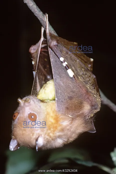  : Tube-nosed  /  Fruit eating BAT - hanging from branch