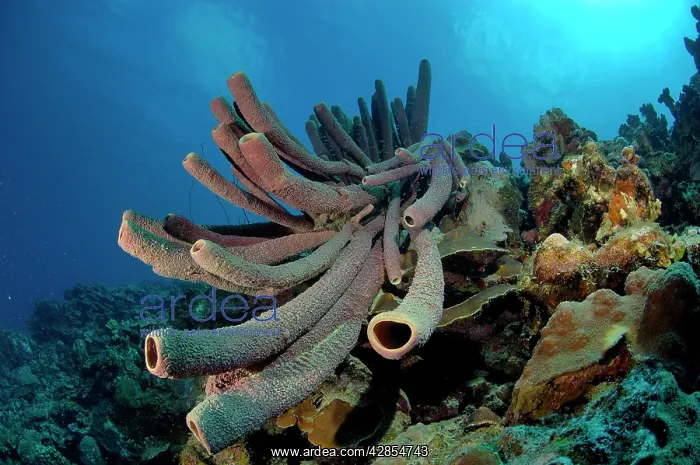  : Tube Sponge