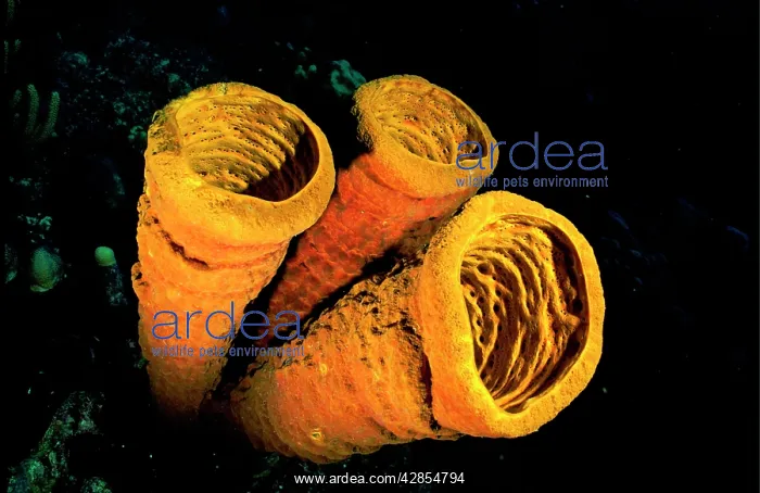  : Tube Sponge