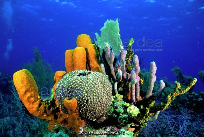  : Tube Sponge