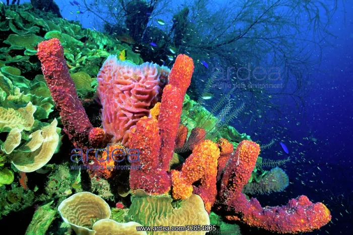  : Tube Sponge