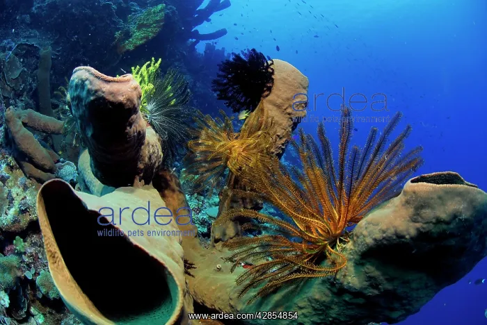  : Tube Sponge