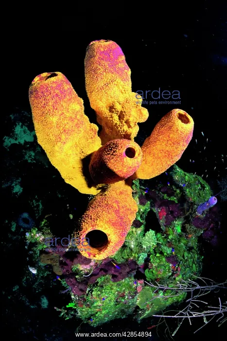  : Tube Sponge