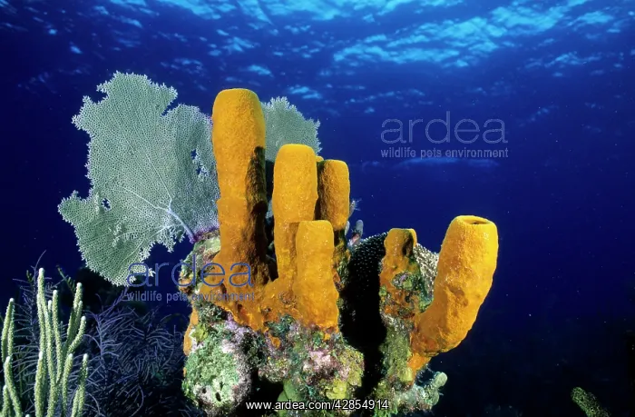  : Tube Sponge