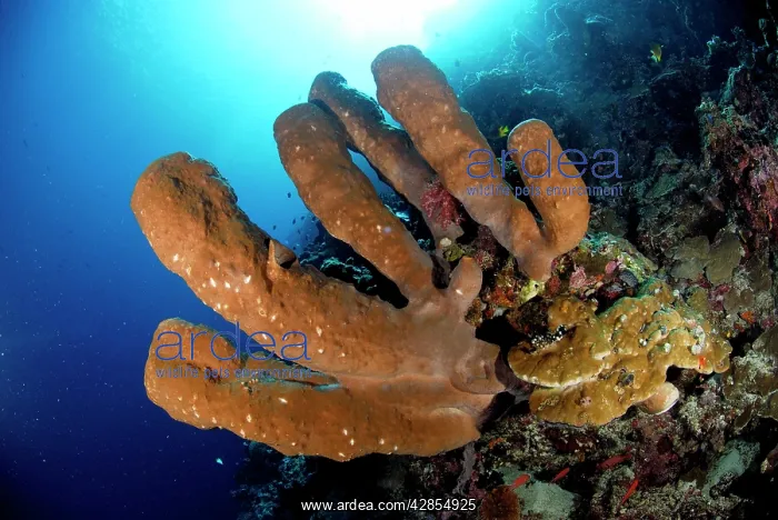  : Tube Sponge