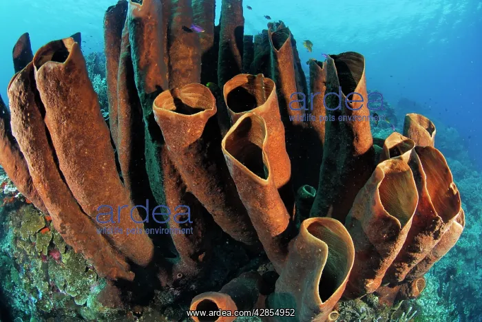 : Tube Sponge : Tube Sponge