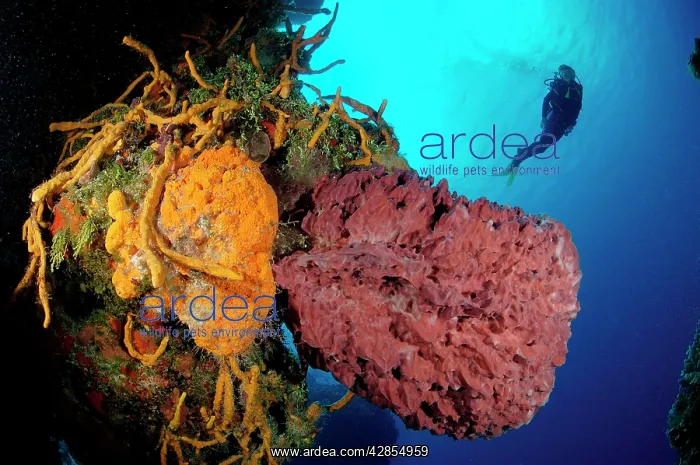  : Tube Sponge