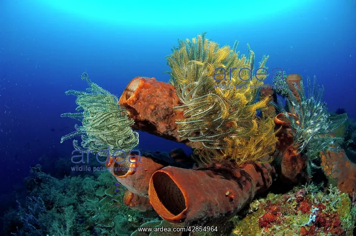  : Tube Sponge