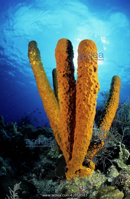  : Tube Sponge