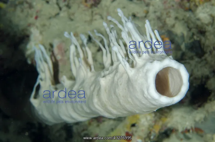 : Tube Sponge - covered by another sponge (Porifera Phylum) - : Tube Sponge - covered by another sponge (Porifera Phylum) -