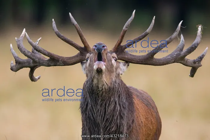 : Tube transmitter red deer ( Cervus elaphus) in the : Tube transmitter red deer ( Cervus elaphus) in the