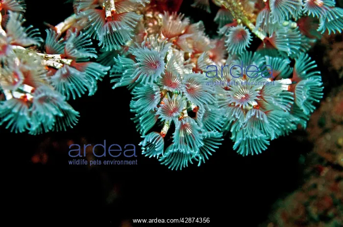 : Tube Worms - feeding : Tube Worms - feeding