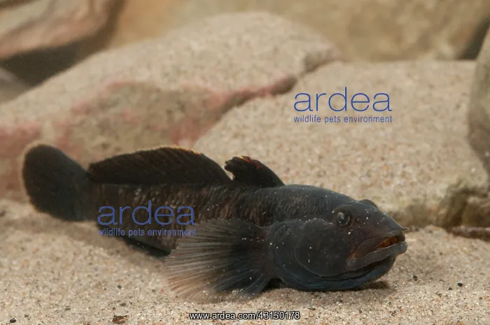: Tubenose Goby : Tubenose Goby