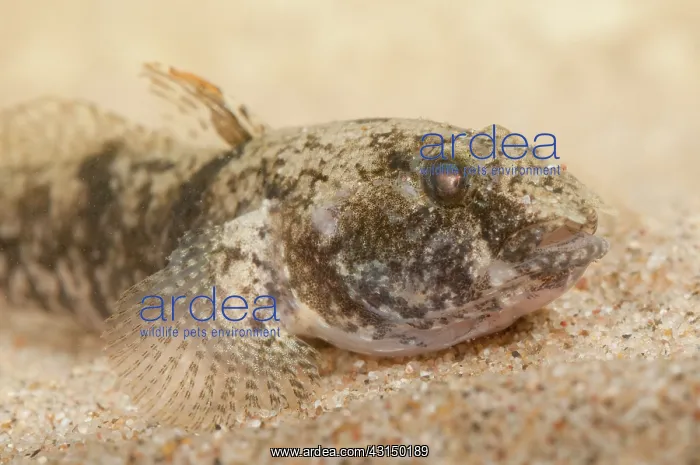 : Tubenose Goby : Tubenose Goby