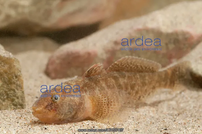 : Tubenose Goby : Tubenose Goby