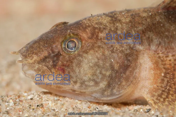 : Tubenose Goby : Tubenose Goby