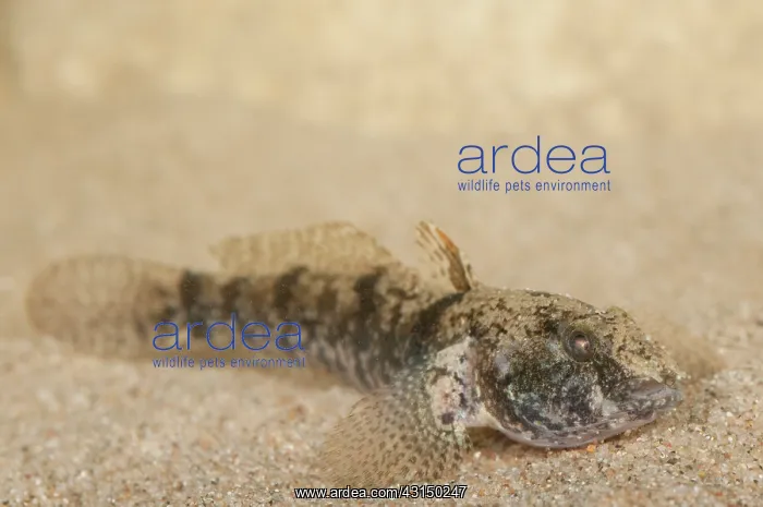 : Tubenose Goby : Tubenose Goby
