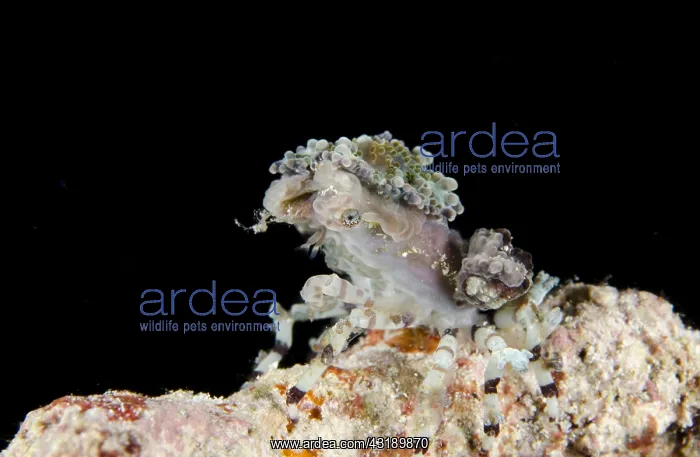 : Tubercle spider crabs, Turberkel Spider Crab, Other : Tubercle spider crabs, Turberkel Spider Crab, Other