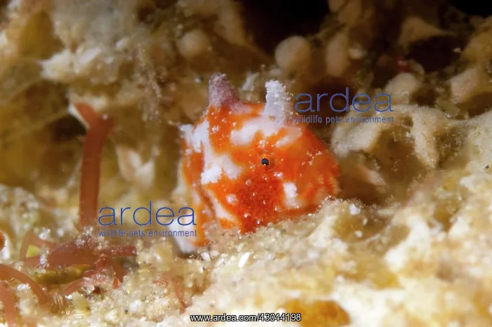  : Tuberculated Frogfish Night dive