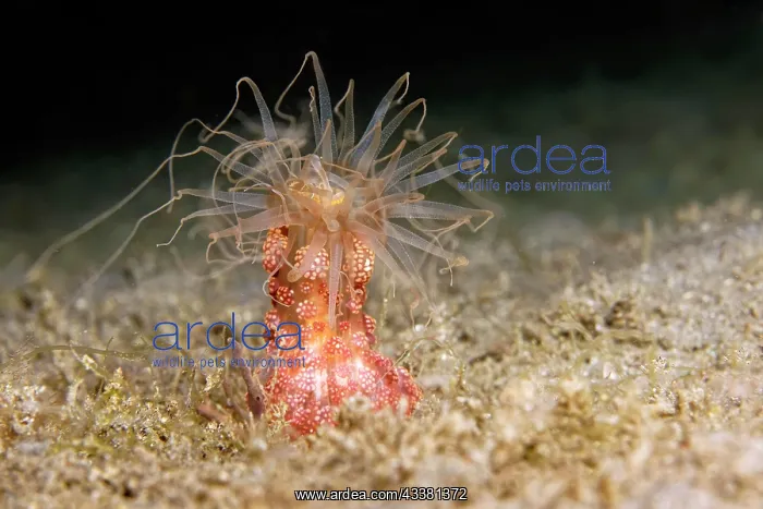: Tuberculous night anemone (Alicia sansibarensis) : Tuberculous night anemone (Alicia sansibarensis)