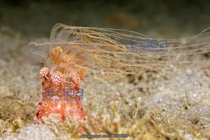 : Tuberculous night anemone (Alicia sansibarensis) : Tuberculous night anemone (Alicia sansibarensis)
