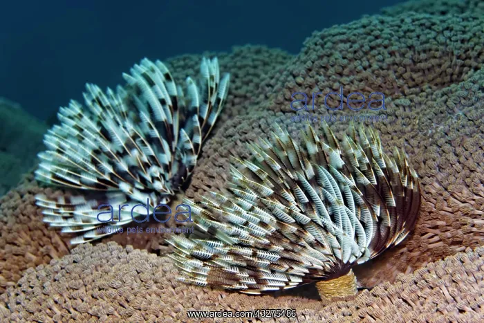 : Tubewurn (Sabellastarte sp.), on flowerpot coral : Tubewurn (Sabellastarte sp.), on flowerpot coral