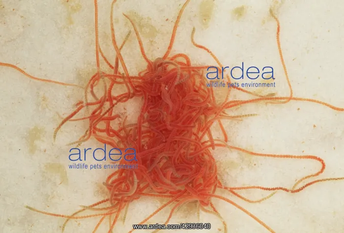 : Tubifex Worms - freshwater stream : Tubifex Worms - freshwater stream