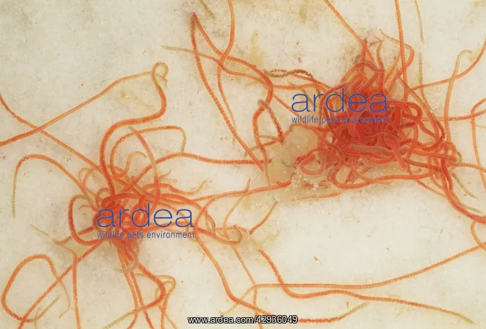 : Tubifex Worms - freshwater stream : Tubifex Worms - freshwater stream
