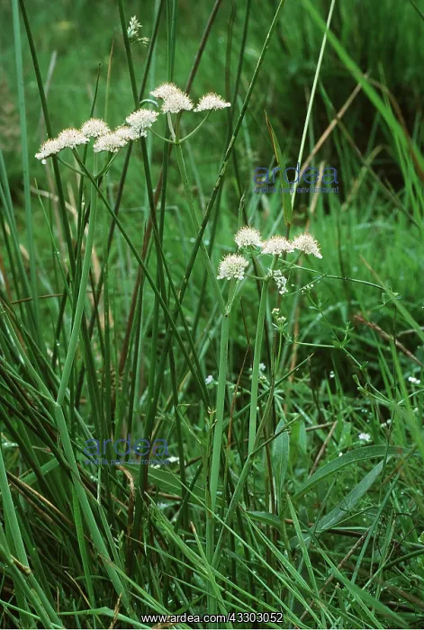 : Tubular Water Dropwort - wet meadows : Tubular Water Dropwort - wet meadows